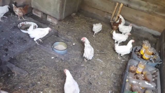 Первый опыт на покупке кур смотреть онлайн