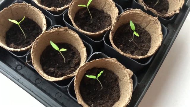 Через сколько всходят помидоры,из семян помидоров смотреть онлайн