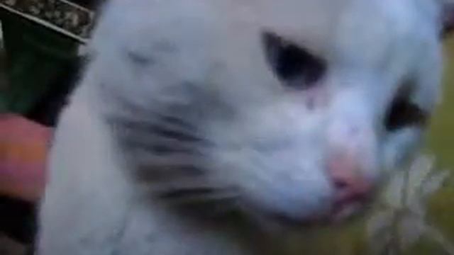 Белый кот с разными глазами