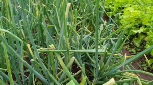 Луковая муха. Супер Средство от Вредителей Лука! Простое средство против вредителей лука.