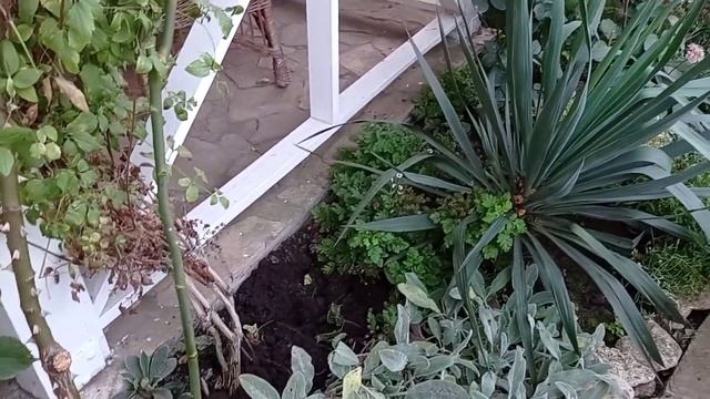 РОЗЫ, досвидос НАВСЕГДА! С какими розами распрощалась. И всего понемногу. День с нами.