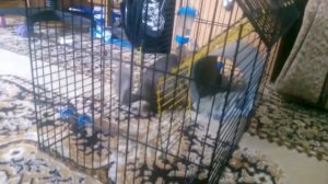 как бегает шиншилла в клетке