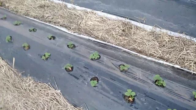 Как определить хорошая или плохая рассада клубники фриго, и немного о корнеобразующих стимуляторах. смотреть онлайн