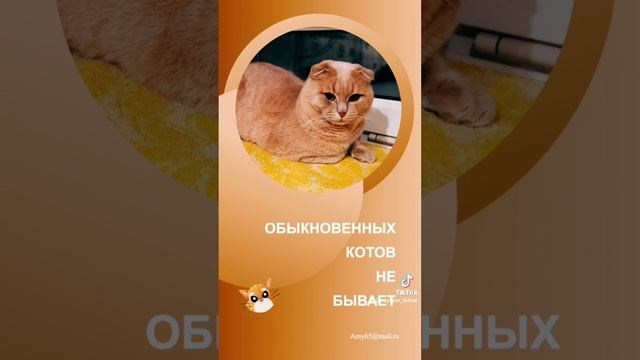 Мой Симба