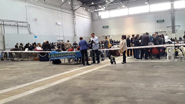Cocker Spaniel Inglés - Chocoblue Moneypenny - CAC Marseille 2016 смотреть онлайн