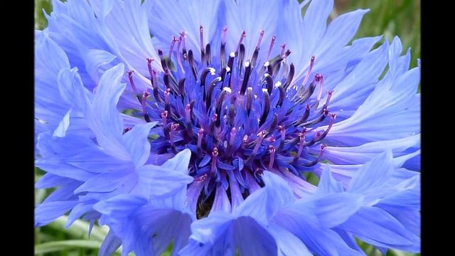 Цветок Василёк смотреть онлайн