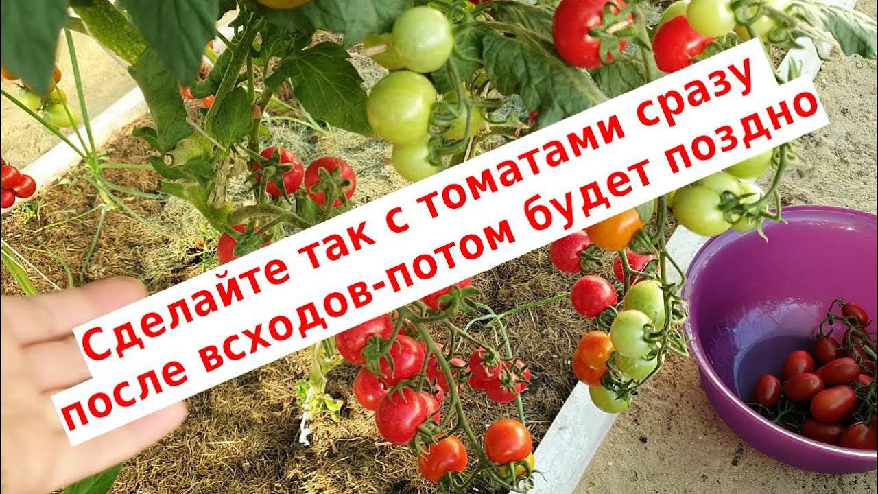 Сделайте так с томатами после всходов, чтобы увеличить урожай смотреть онлайн