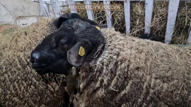Лучшие племенные бараны в России! Племенные овцы Суффолк! Разведение овец и баранов! Овцеводство смотреть онлайн