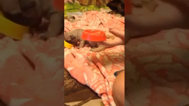 Французские бульдоги-первые шаги смотреть онлайн