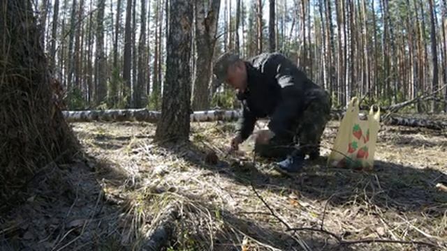 Самый дорогой гриб в Мире!!! Открытие грибного сезона 2023г.!!! Гигантские строчки атакуют!!! смотреть онлайн