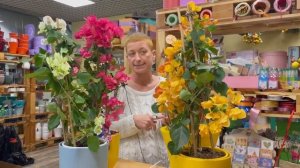 Растение Бугенвиллия или Бумажный цветок | Цветущая комнатная лиана | Как ухаживать и обрезать