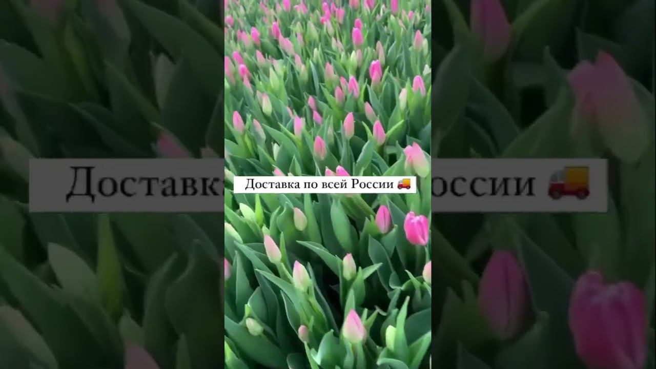 Вся актуальная информация у нас в телеграм канале. Вводим в поисковике аагоньтюльпан и подписываемся