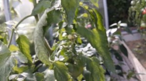 Томаты Помидоры Вянут листья скручиваются листья