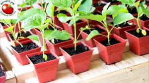 5 частых ошибок в уходе за рассадой баклажано