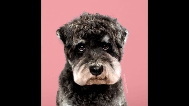 Собаки до и после стрижки!)) смотреть онлайн