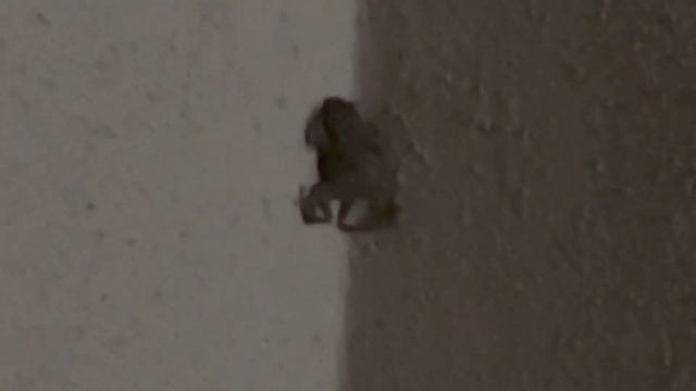 А вы знали ❓❓❓ Что Жабы ? умеют лазить по стенам #мир #жаба #хладнокровные смотреть онлайн