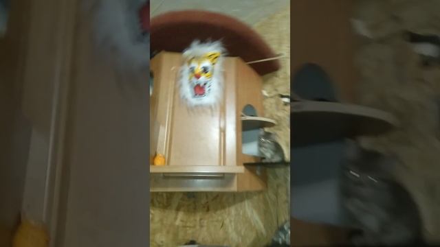 КоТлин -Остров -Котов ❤️❤️❤️ находиться в городе Кронштадт ❤️ смотреть онлайн