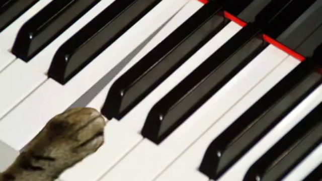 Seven Little Girl Cats смотреть онлайн