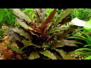 КРИПТОКОРИНА. СОДЕРЖАНИЕ И РАЗВЕДЕНИЕ.