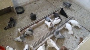 когда голуби зевают и срыгивают зерно, чем лечить?