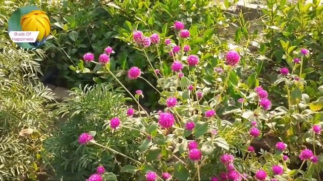 गोम्फ्रेना फूलों के पौधे की देखभाल कैसे करें। Gomphrena Globosa Flower Plant Care In Hindi. смотреть онлайн