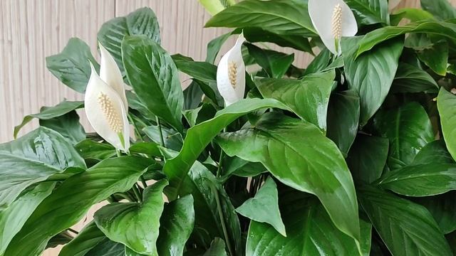 Спатифиллум, Подкормка Золой смотреть онлайн