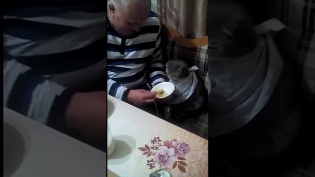 Прикольный кот ест суп смотреть онлайн