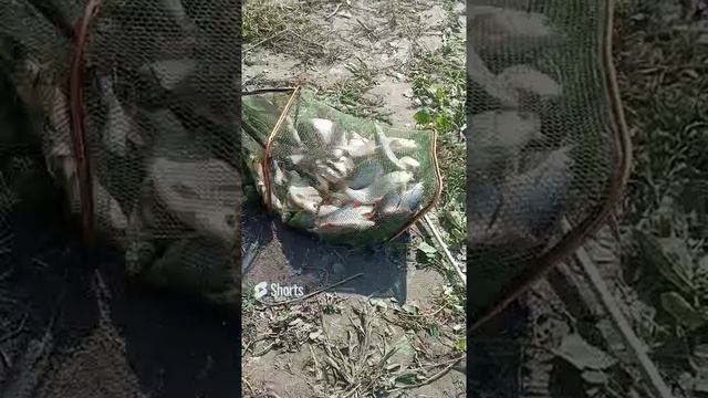 рыбалка Фидер Иртыш