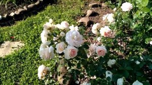 Роза "Сириус". Лето 2021.