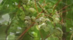 Актинидия, гибридные сорта аргуты  и пурпурной. Ч1. Опыт выращивания в г Лида ,РБ.