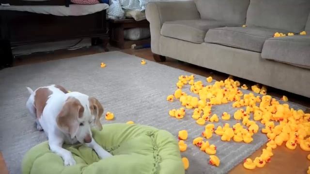 Dog vs Giant Rubber Ducky Prank: Funny Dog Maymo смотреть онлайн