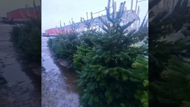 ПИХТА НОРДМАНА | ABIES NORDMANNIANA смотреть онлайн