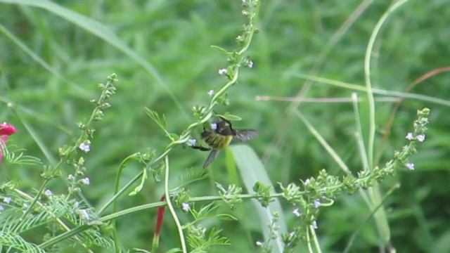 American bumblebee(?), cypress creeper, insect calls, Savannah GA смотреть онлайн