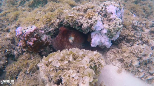 Octopus at Conrad Hilton Bora Bora in 4K (ULTRA HD) смотреть онлайн