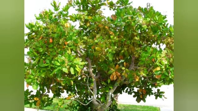 Как они растут и выглядят. Бергамот, Кунжут, Кешью, Какао, Корица смотреть онлайн