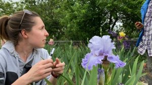 Сеянцы ирисов Ворошиловой А.Б. Наборы ирисов нашего питомника / Сад Ворошиловой