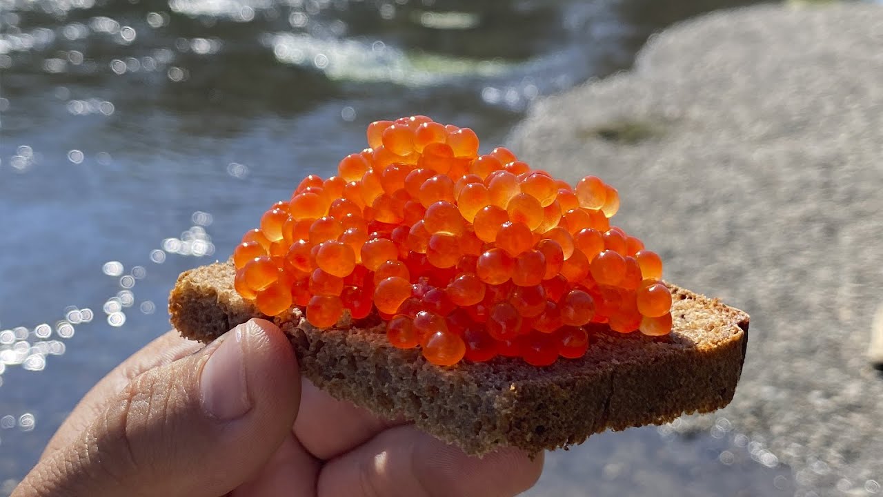 Рыбалка на кижуча на Камчатке. Рыбалка на Камчатке смотреть онлайн