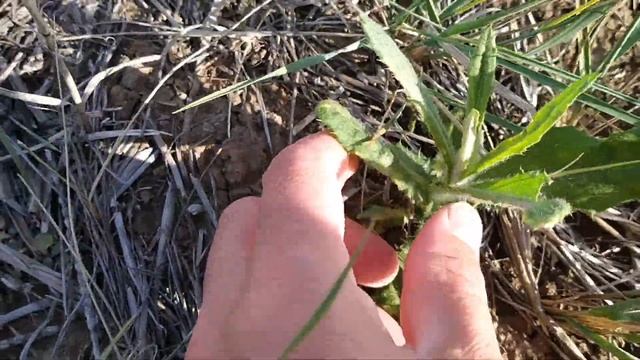 Предпосевное применение гербицида сплошного действия (глифосат 540 г/л) по стерневому фону (05.2022 смотреть онлайн