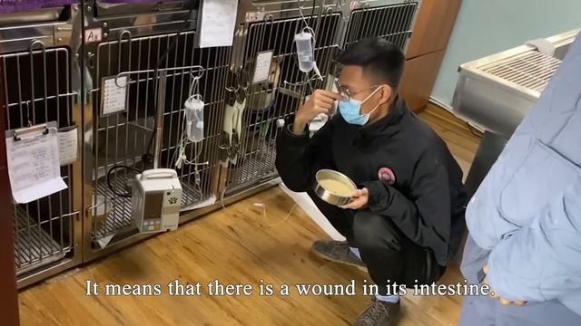 Abandoned and seriously ill dog can't believe he can eat big mouthfuls again, wags his tail happily смотреть онлайн