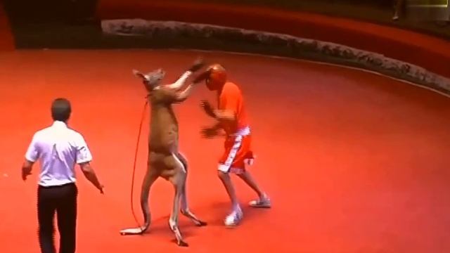 БОКСЕР И КИКБОКСЕР  КЕНГУРУ