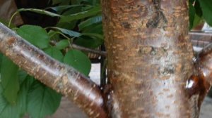 Почему сохнет вишня