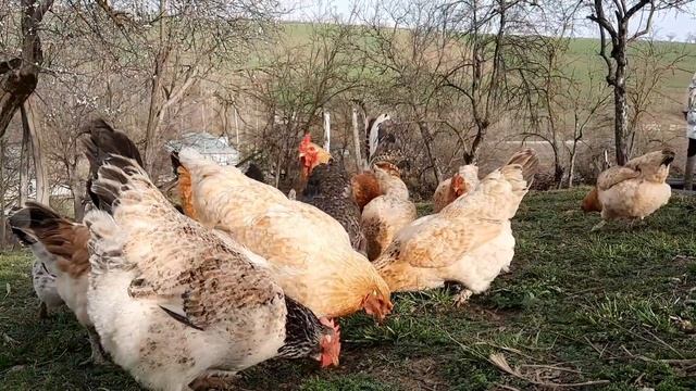 Готовим Домашнюю Лапшу. (Кинияр) Лезгинская Кухня Простой и Очень Вкусный Рецепт смотреть онлайн