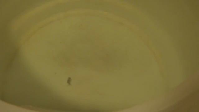 блесна листик-30 мм. 2,2 гр. смотреть онлайн