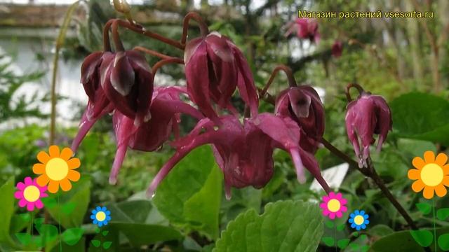 Горянка Юнга крупноцветковая Красная красота. Краткий обзор, описание характеристик Red Beauty смотреть онлайн