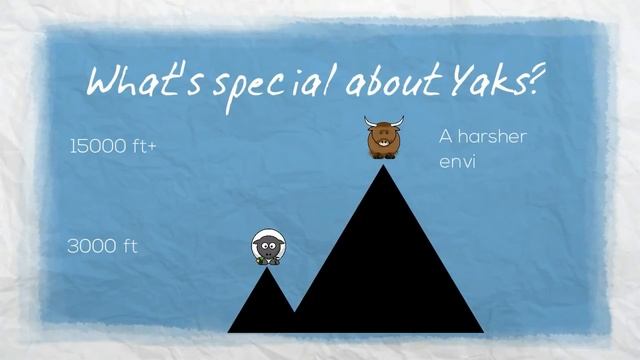 Yak Wool vs. Merino Wool смотреть онлайн