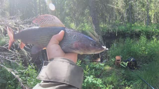 Крупный хариус в пермском крае.Река вторая.Набили корзинки с двух точек.Хариусный рай. смотреть онлайн
