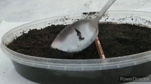 Посев ремонтантной земляники Барон Солемахер на рассаду