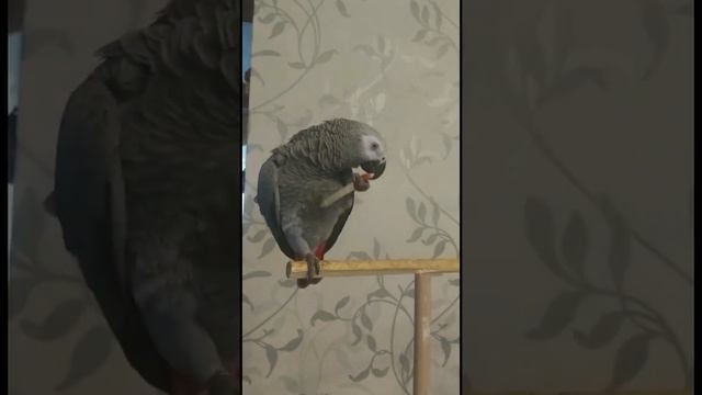 Лора, попугай Жако. Опасные игры!