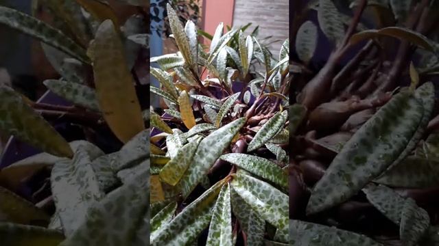 #shorts. Ledebouria socialis. смотреть онлайн