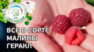 Сорт малины Геракл.  Ремонтантная малина Геракл, описание и особенности сорта.